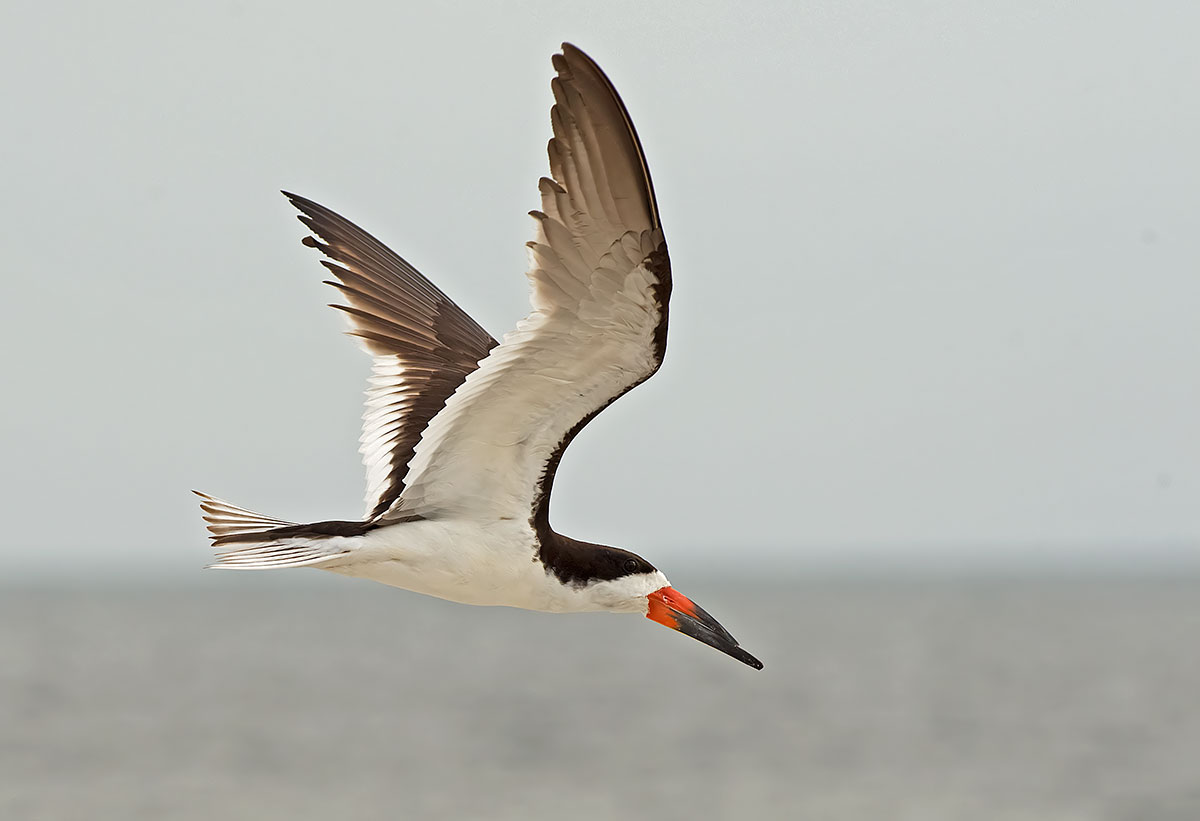 Black Skimmer
