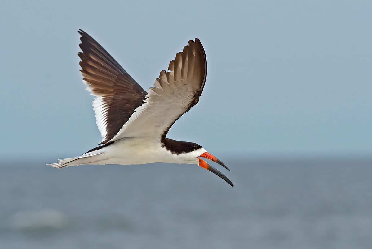 Black Skimmer