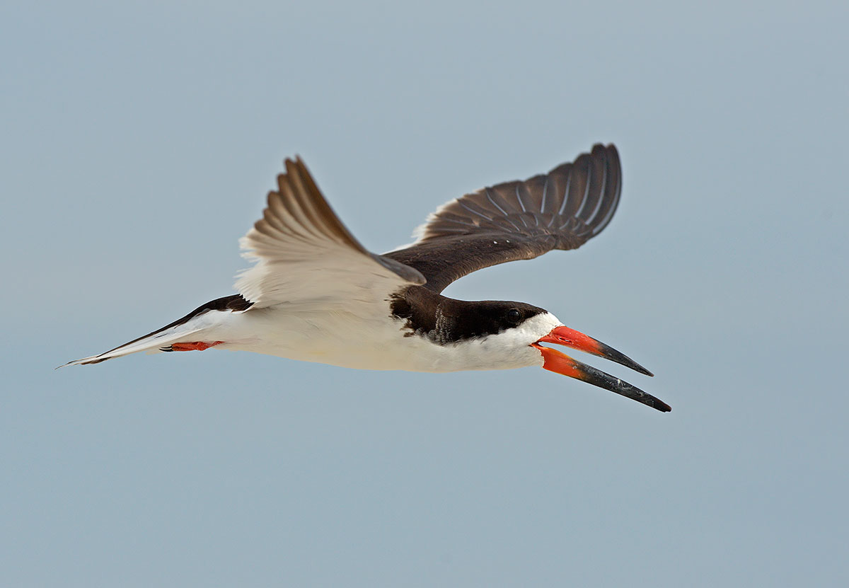 Black Skimmer