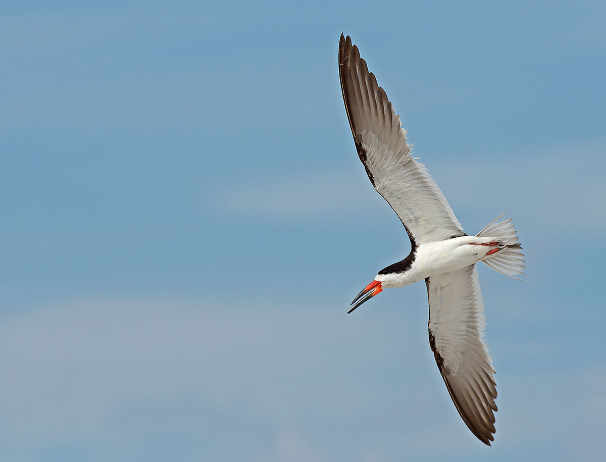 Black Skimmer