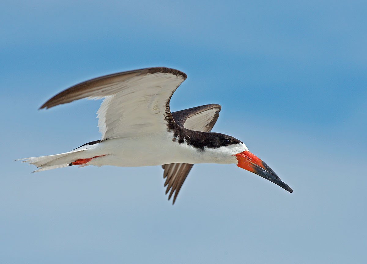Black Skimmer