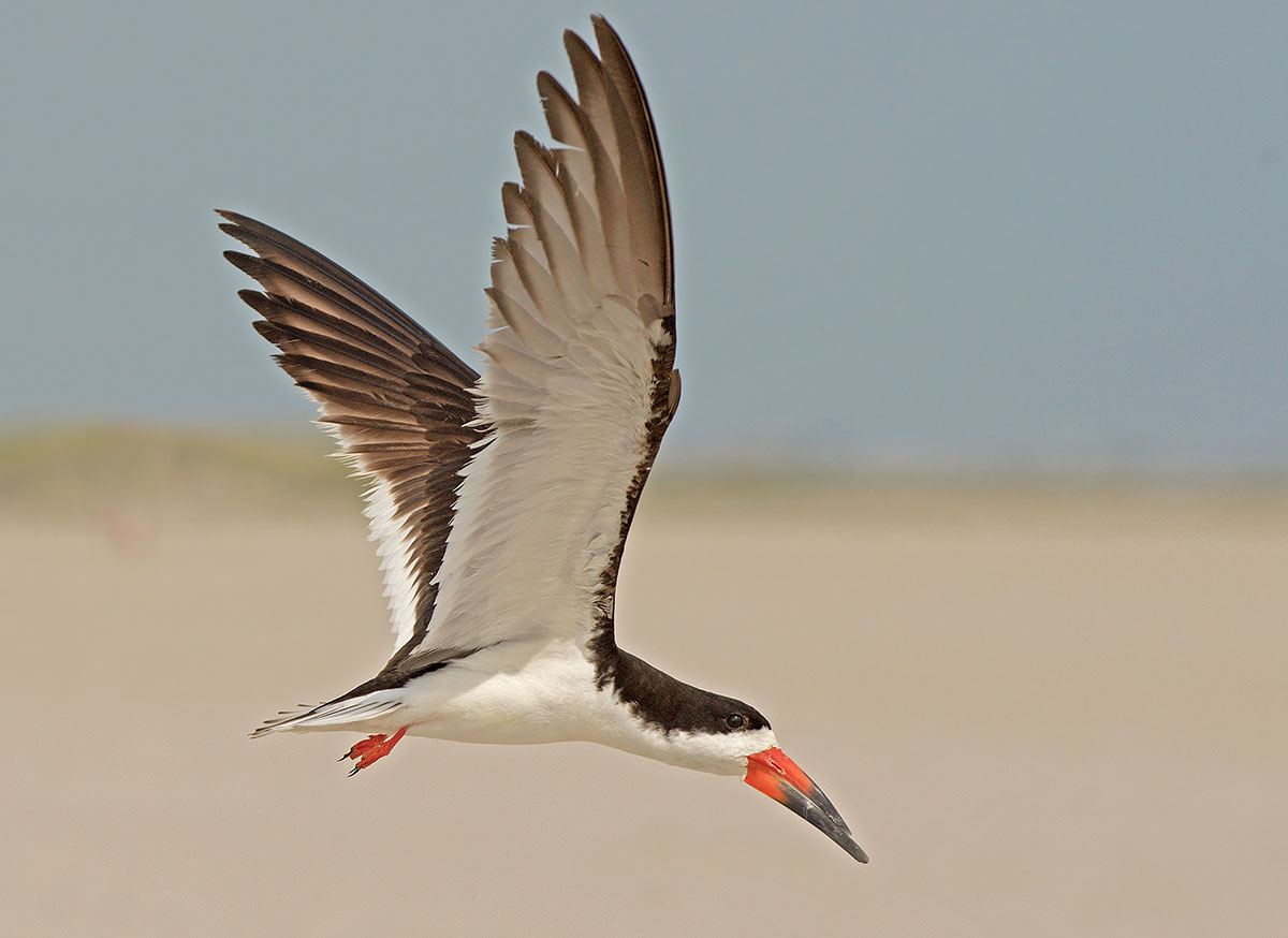 Black Skimmer