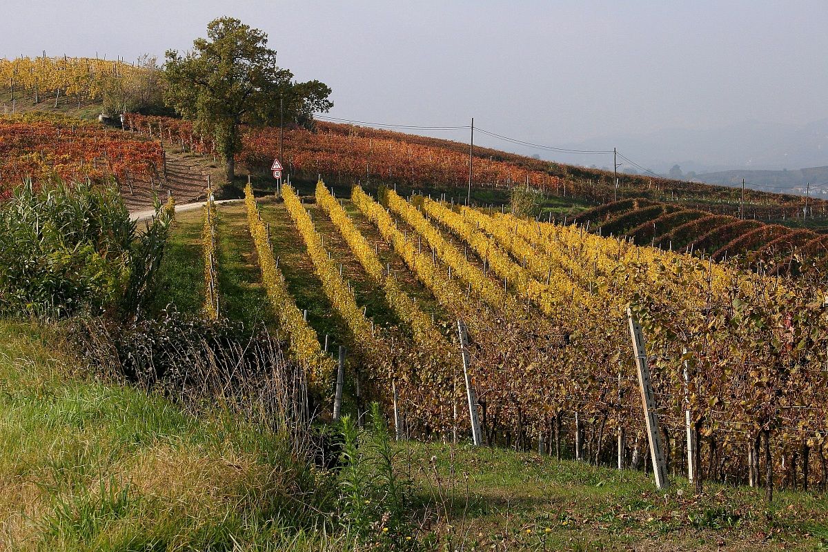 colline delle langhe