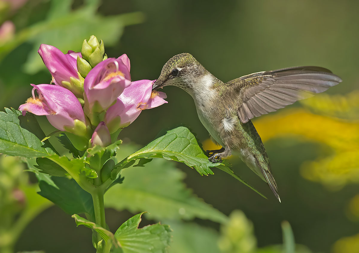 Colibrì Rubino-throated