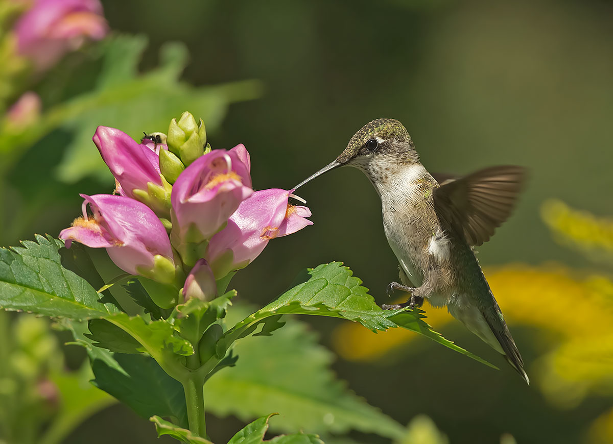 Colibrì Rubino-throated