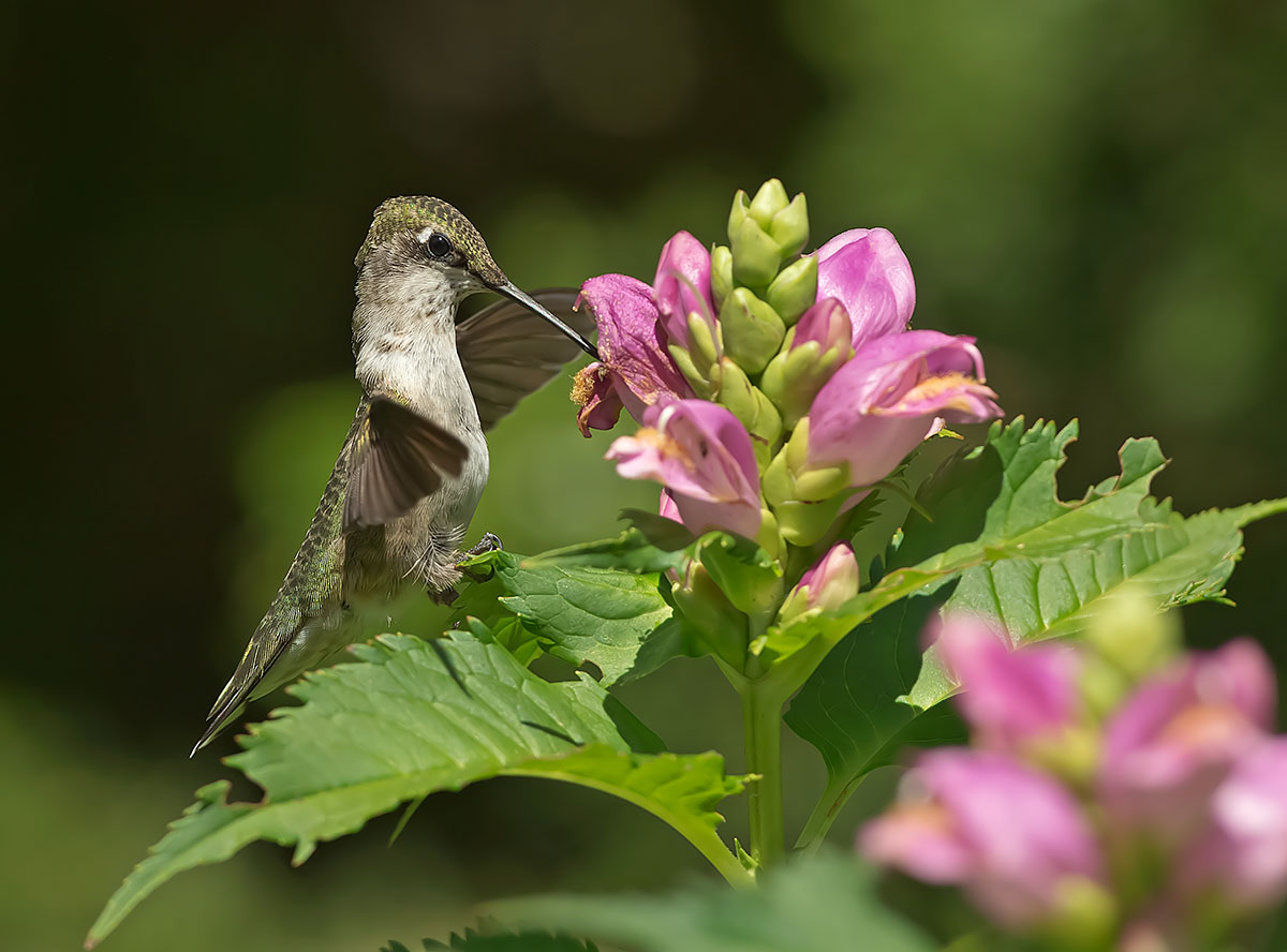 Colibrì Rubino-throated