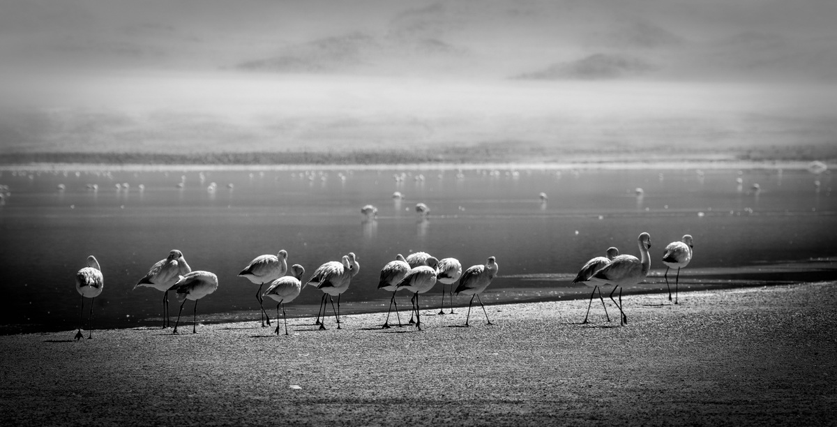 flamingos in the fog