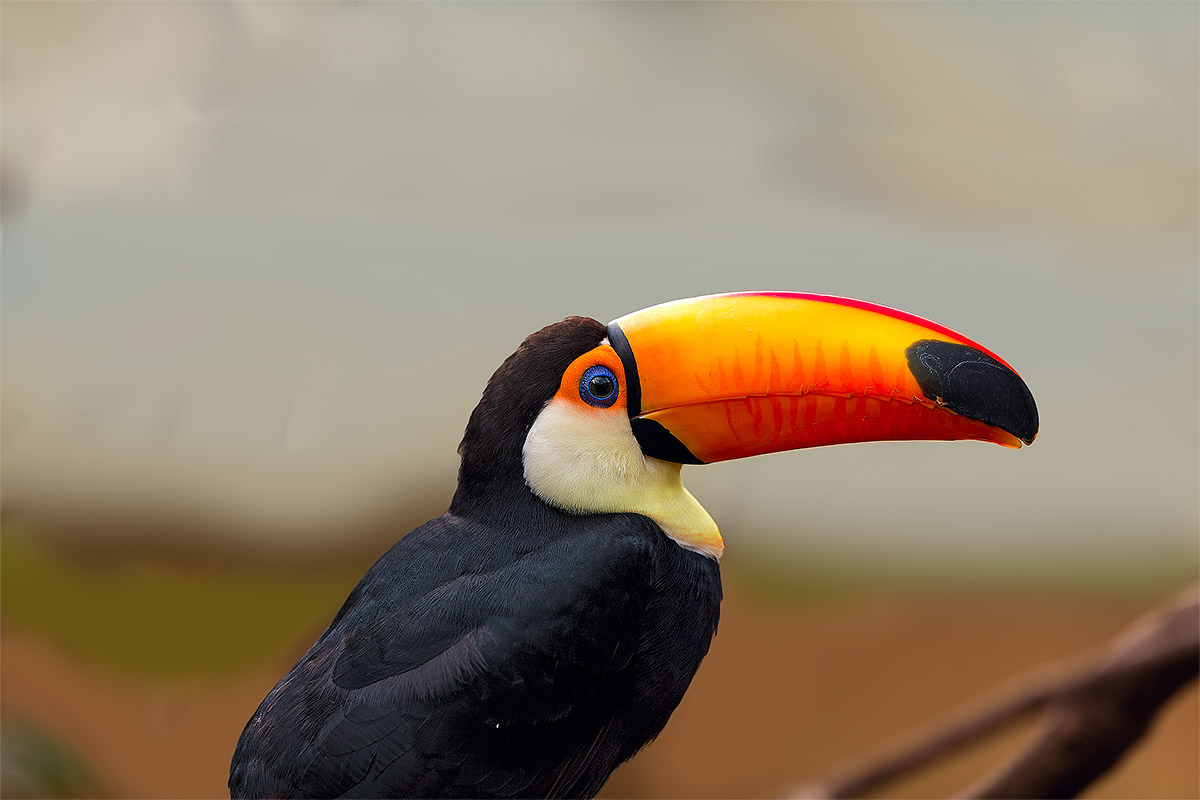 tucano