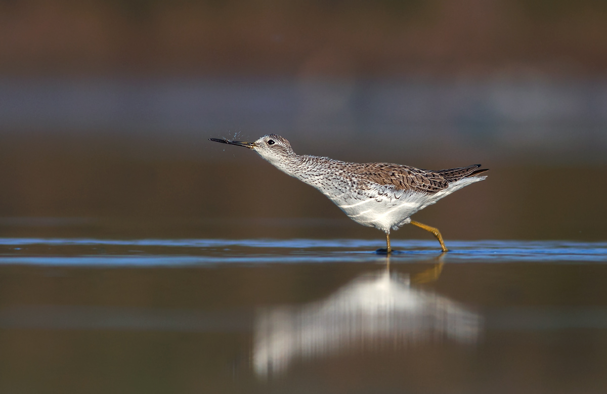 Albastrello in caccia