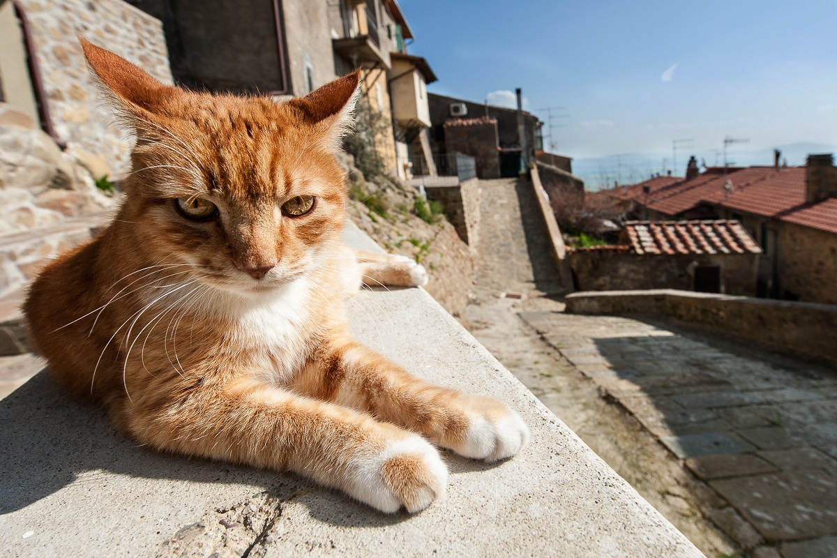 Gatto di paese