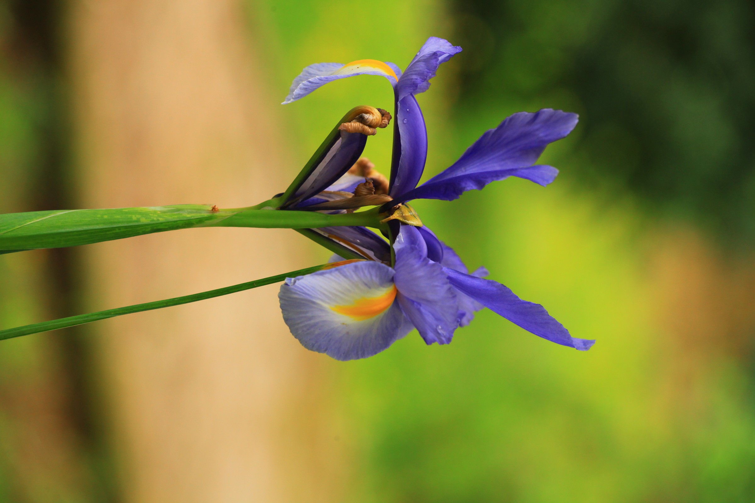 in prova 150mm sigma macro no os nr 1