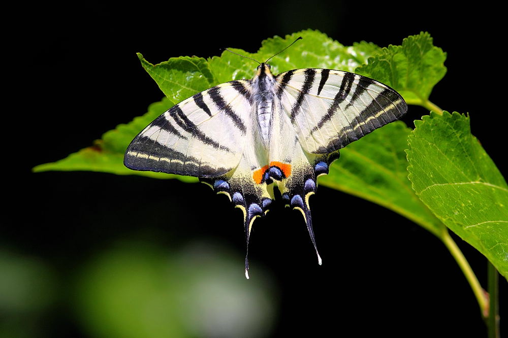 Iphiclides podalirius