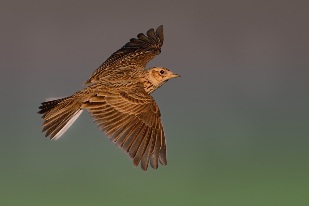 Skylark sul campo