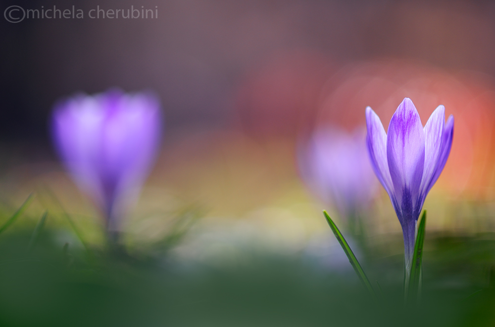 crocus