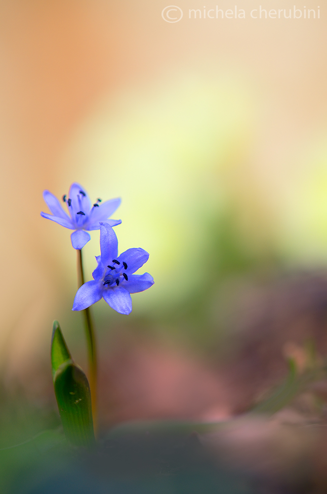 scilla bifolia