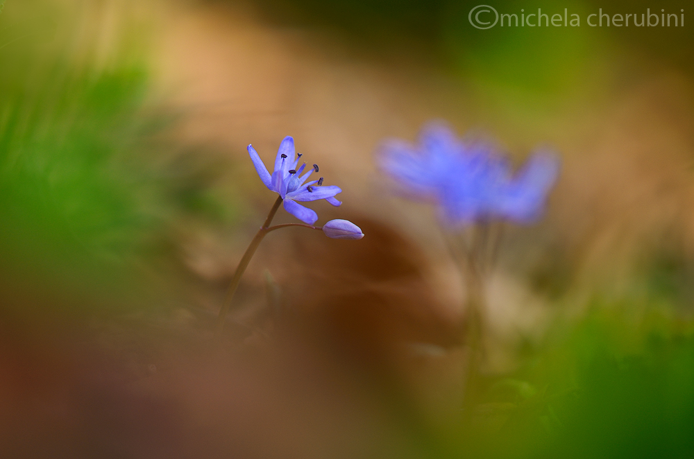 scilla bifolia