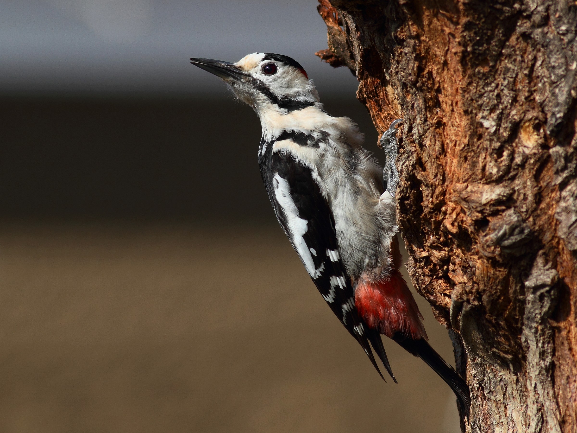 Picchio siriano (Dendrocopos syriacus)
