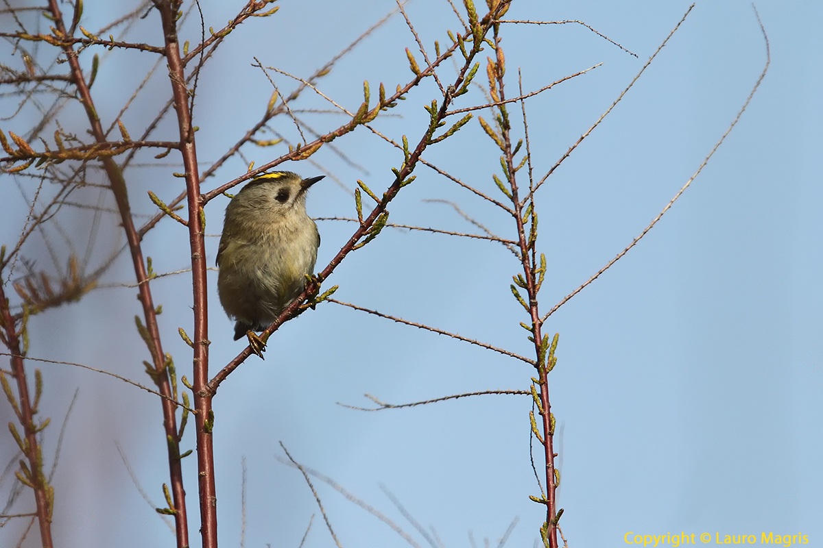 La regola del regolo