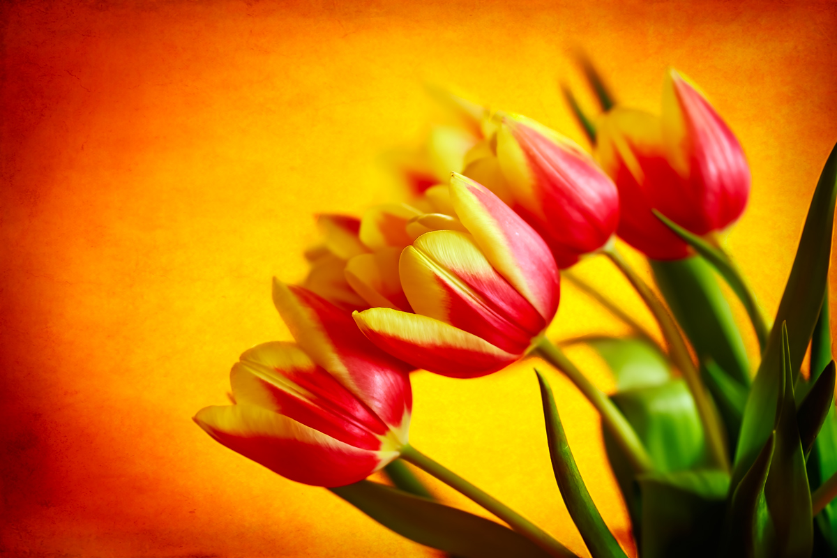 Tulipano in Primavera