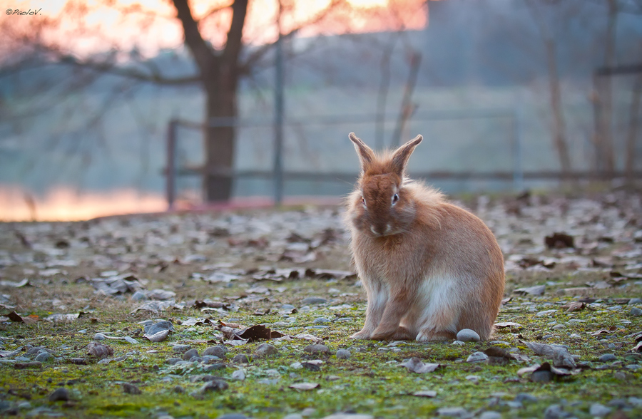 A nice rabbit ...