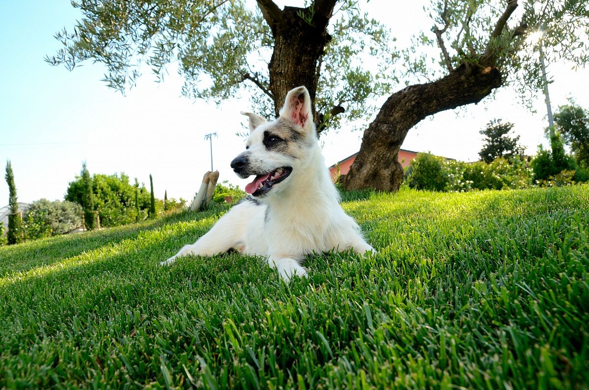 Teo all'ombra dell'olivo!