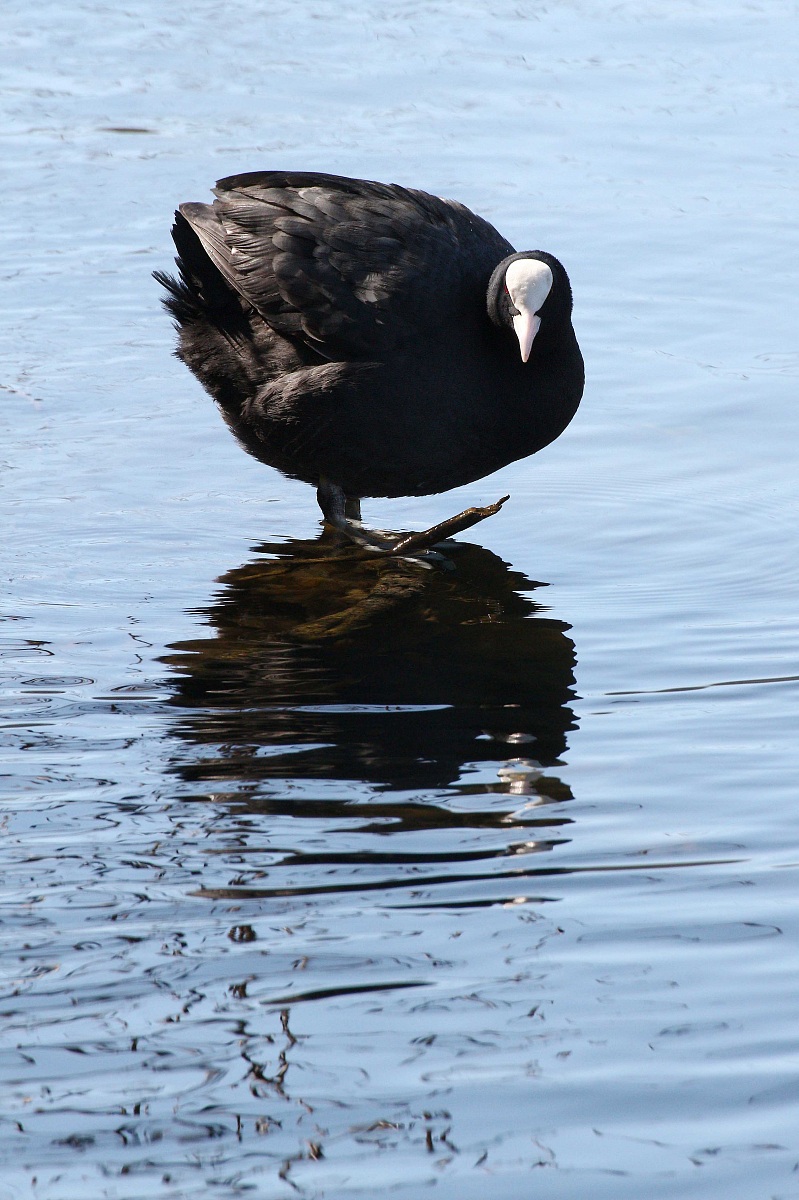 Moorhen Ticino 1