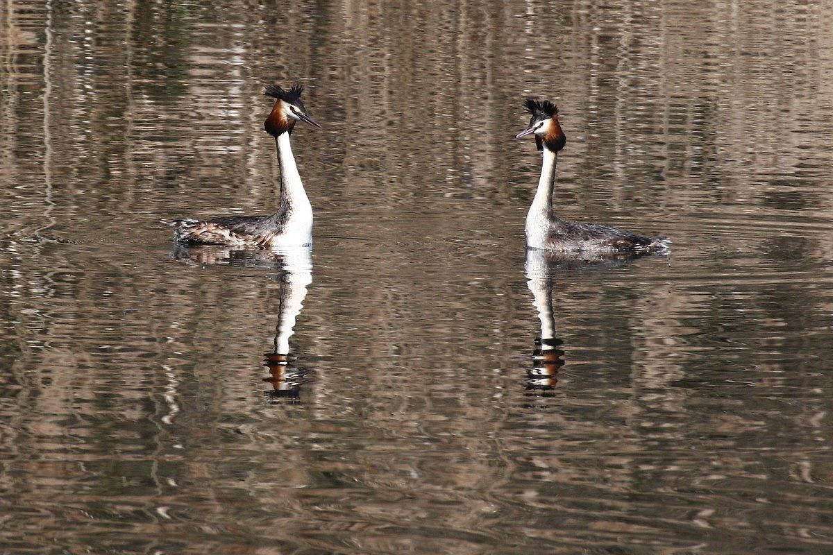 Grebes in love