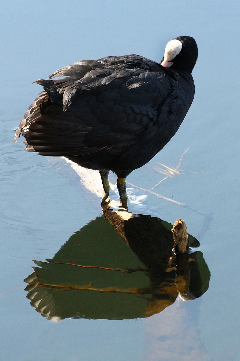 Moorhen Ticino 4