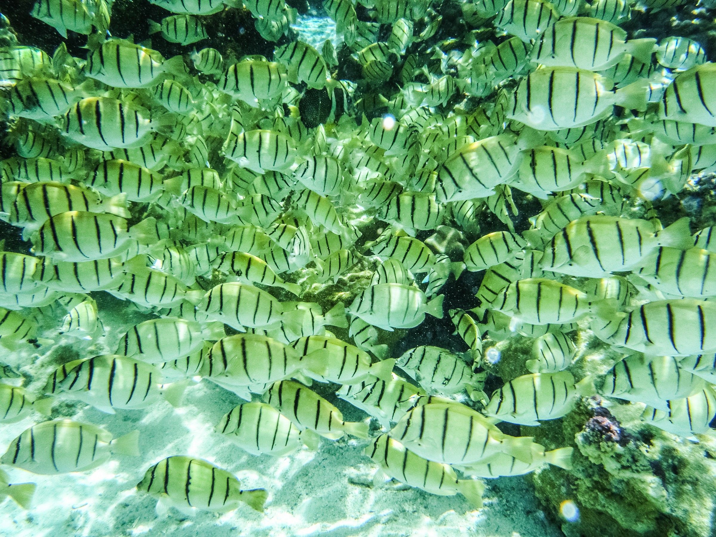 movimenti a La Digue