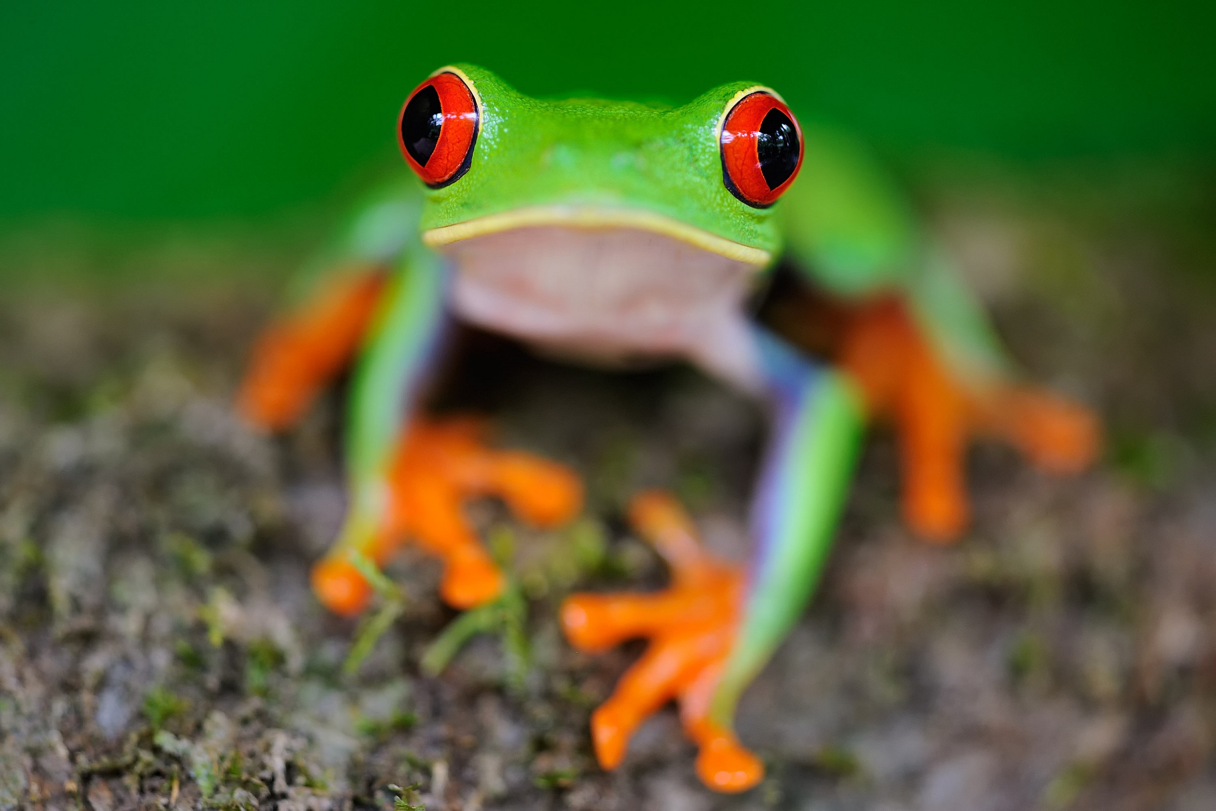 What are you looking at? (Frog with red eyes)