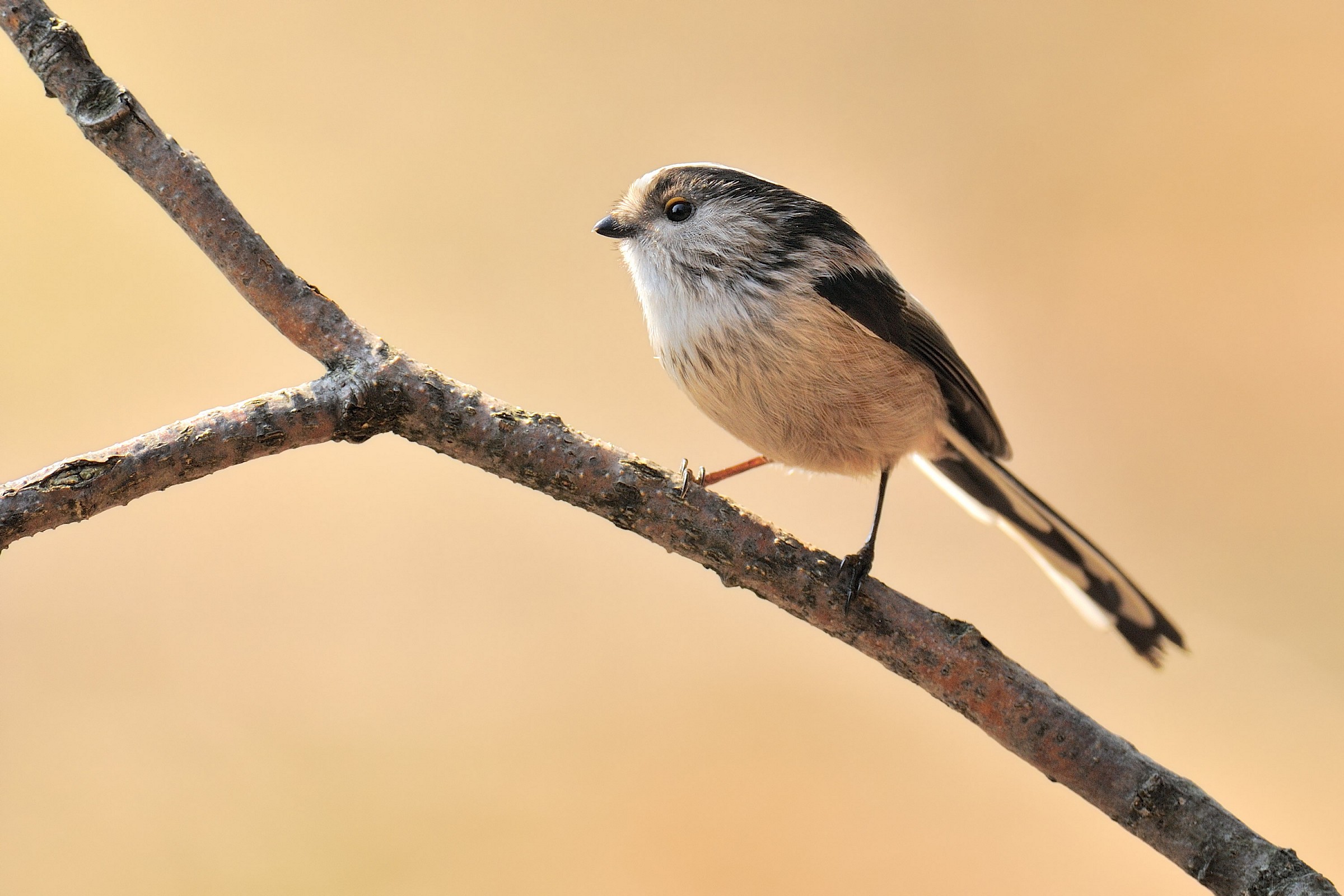 Long-tailed Tit in backlight