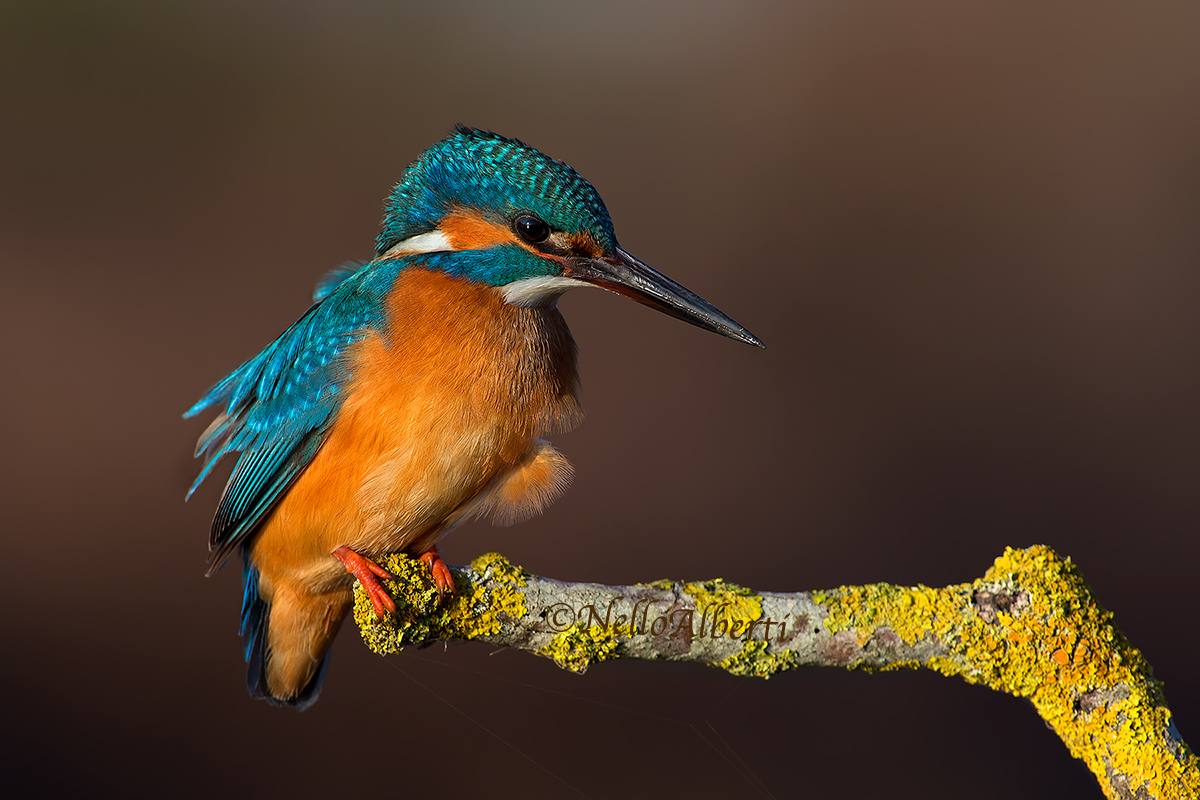 kingfisher!