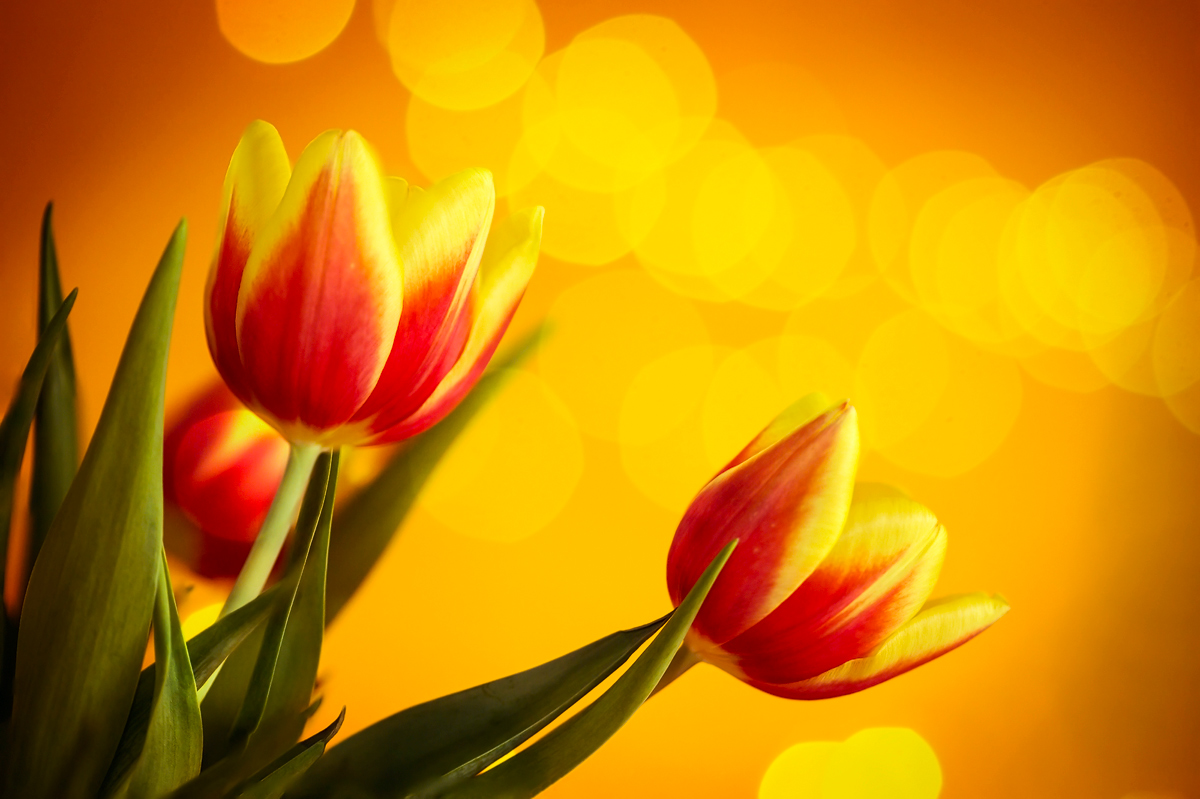 Tulipano in Primavera II