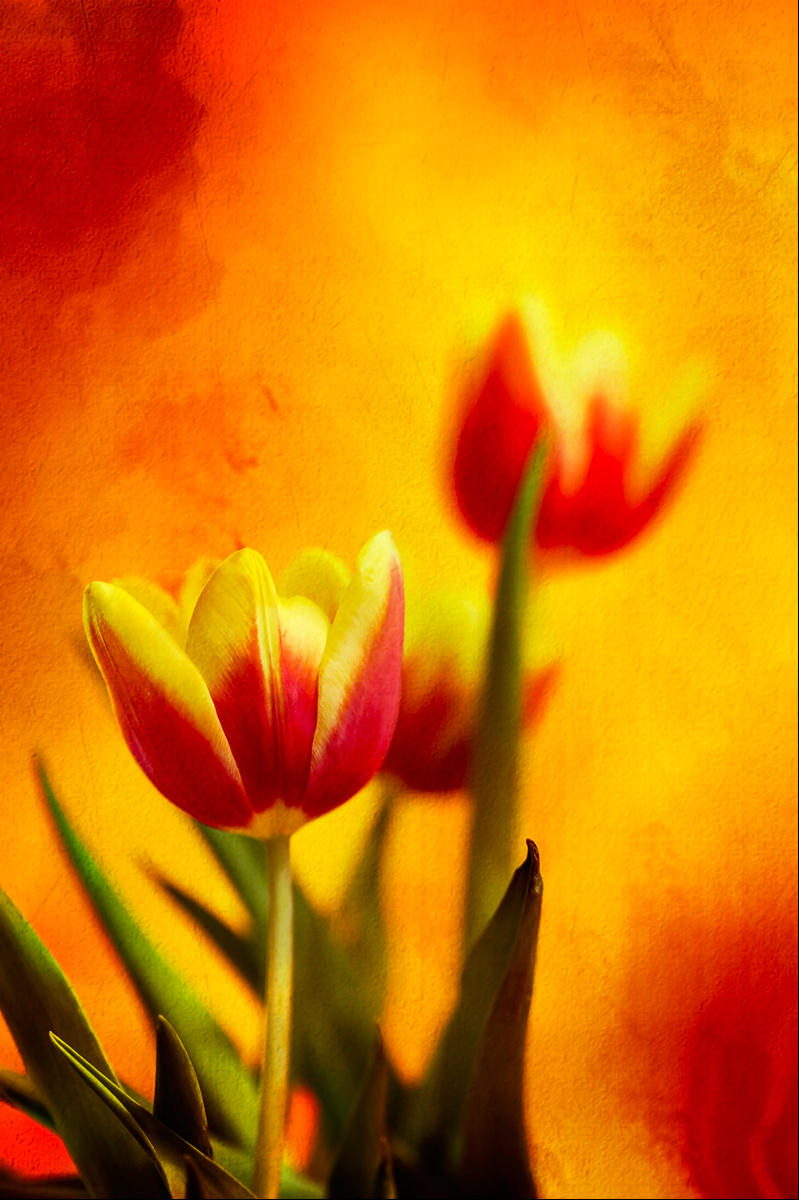 Tulipano in Primavera III