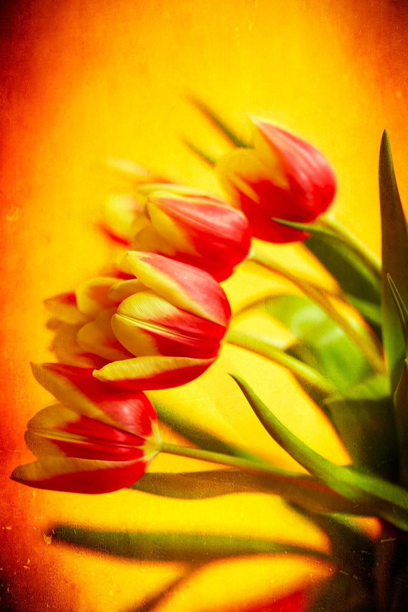 Tulipano in Primavera IV