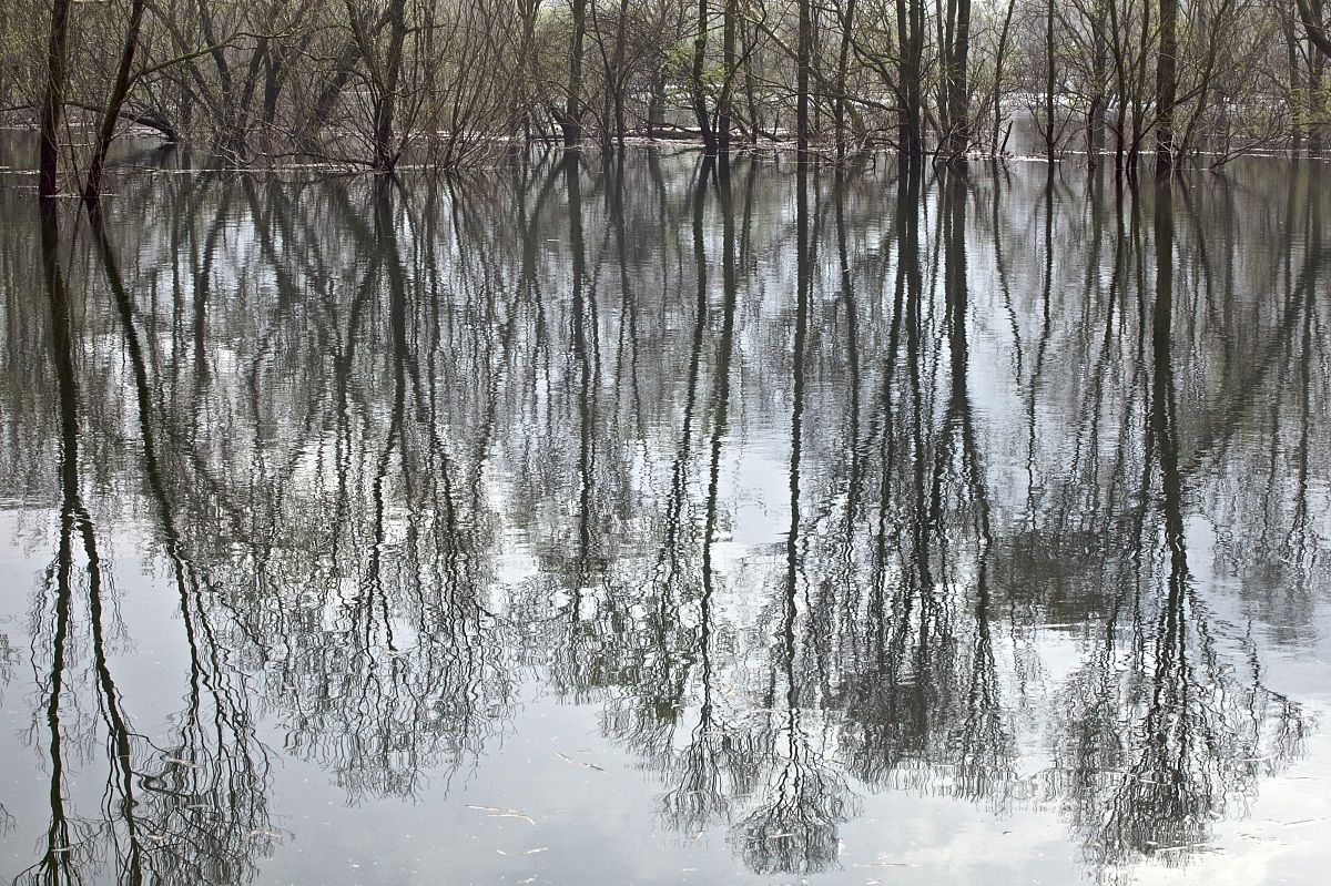 The flooded forest