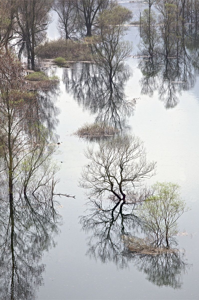 Bosco allagato II