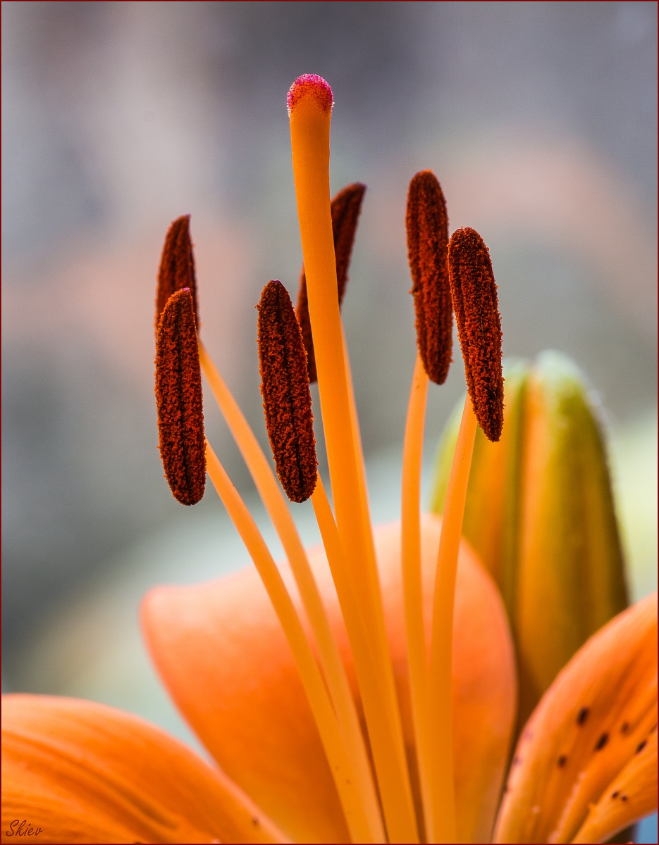 The small fiammiferaio