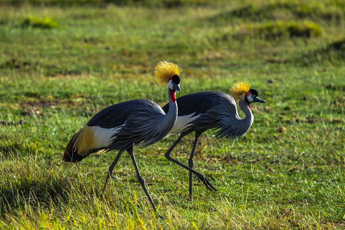 A spasso per la savana...