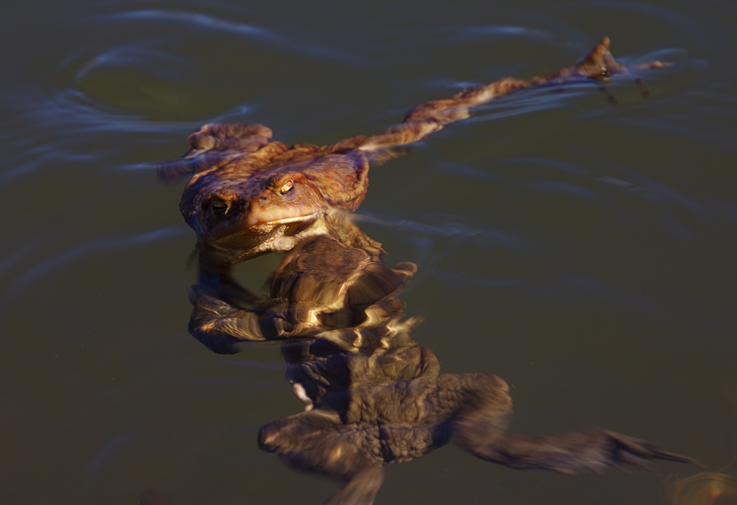 ma sì...tranquillo...ti tengo, ti tengo io ...