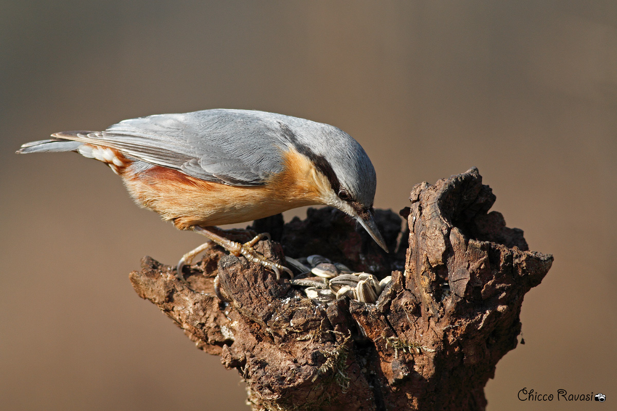 Nuthatch 2.