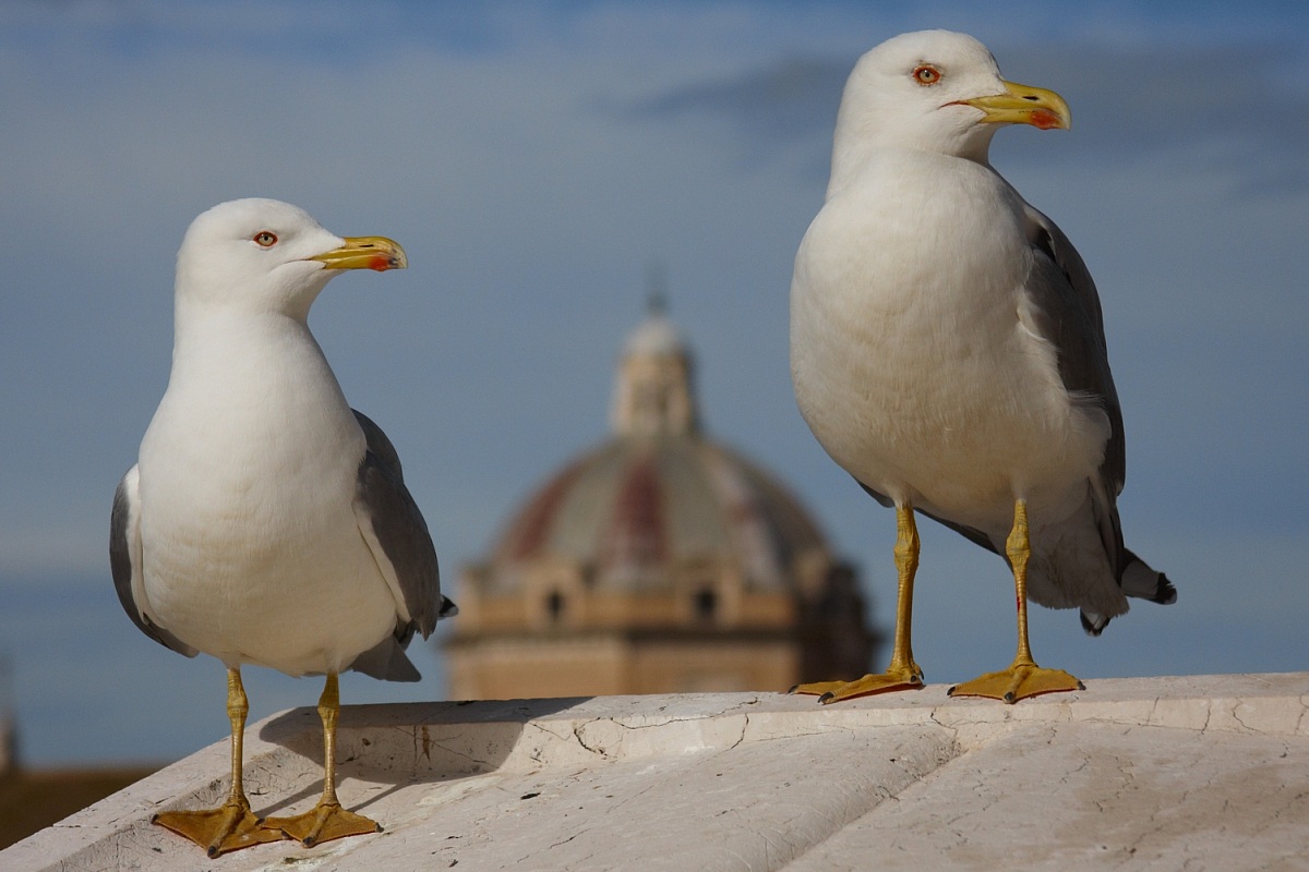 Birds of Rome