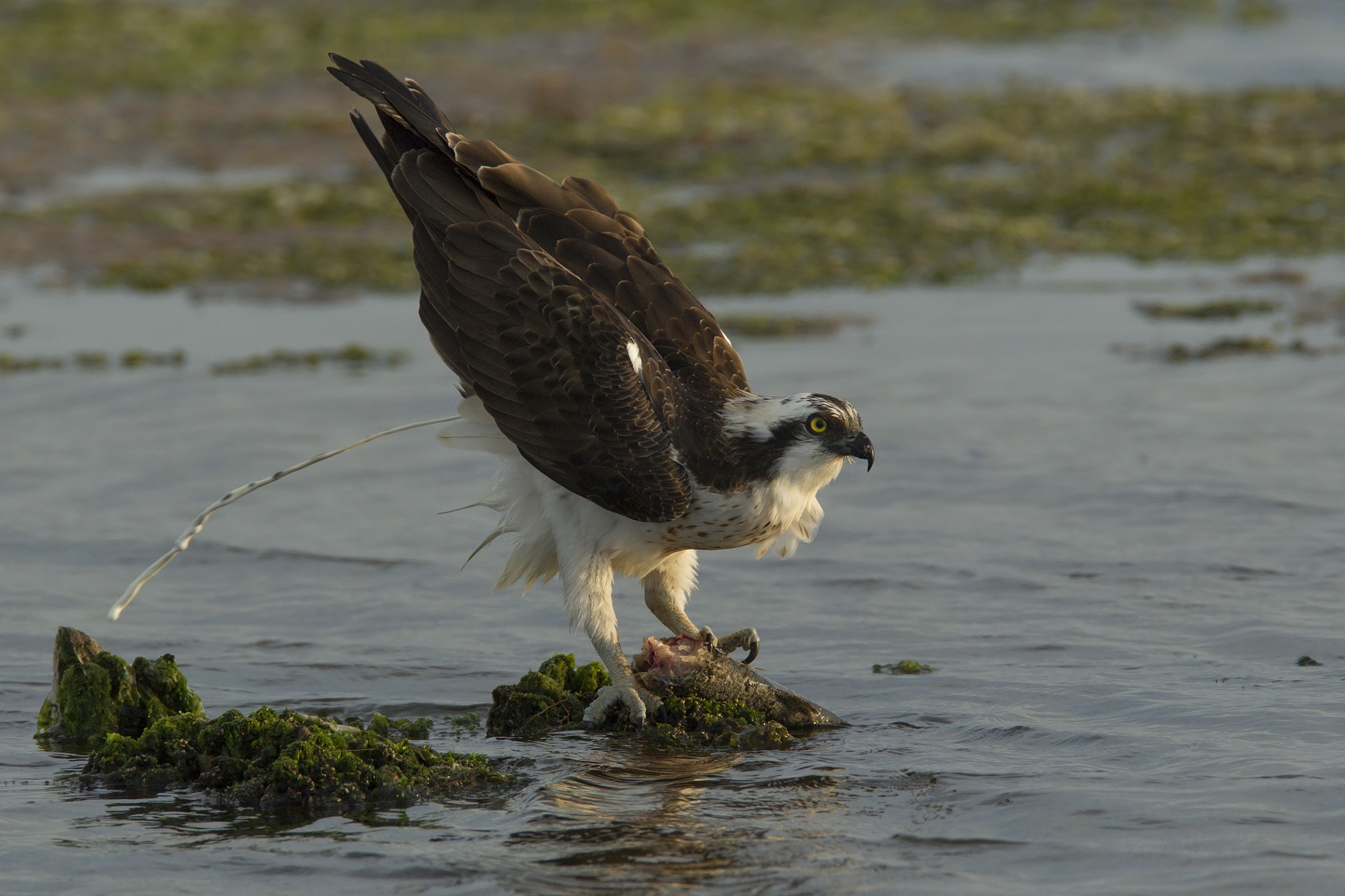Dopo un lauto pasto niente di meglio che.........