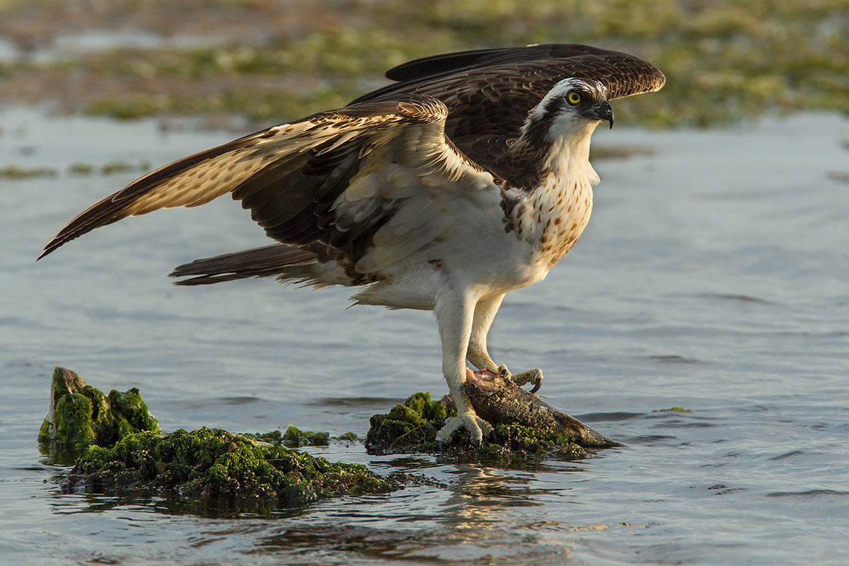 Falco pescatore al tramonto