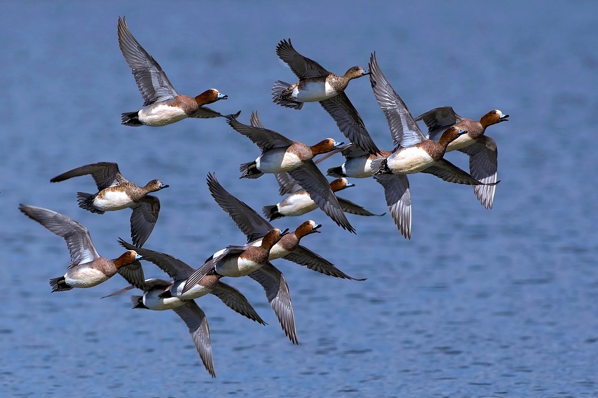 Wigeons in flight