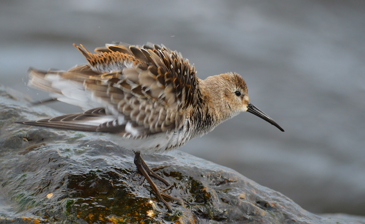 Piovanello Pancianera Arruffato
