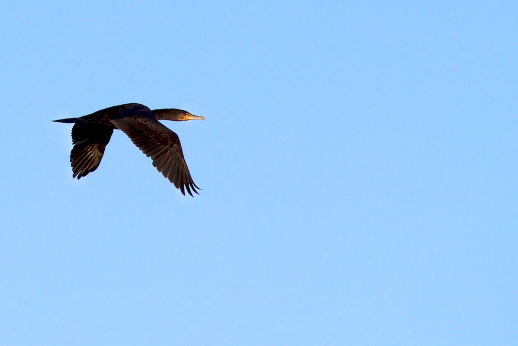 Phalacrocorax auritus (Double-crested Cormorant)