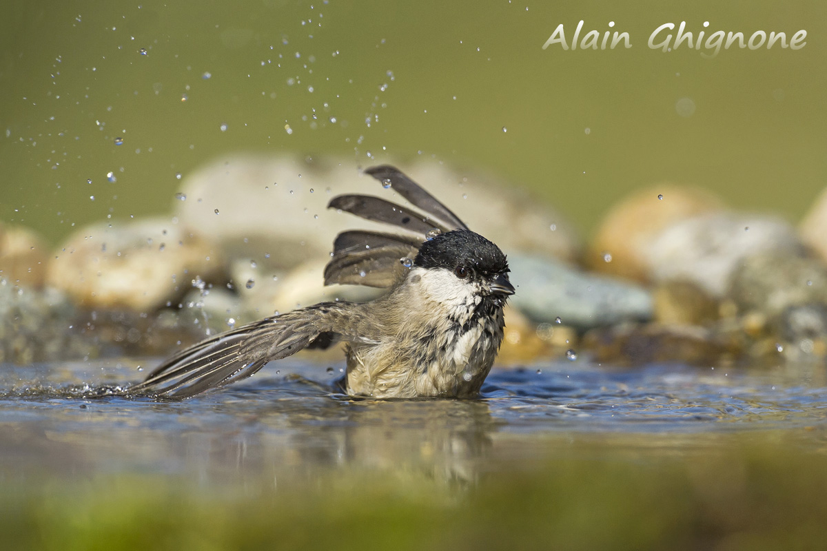 cincia bigia in acqua