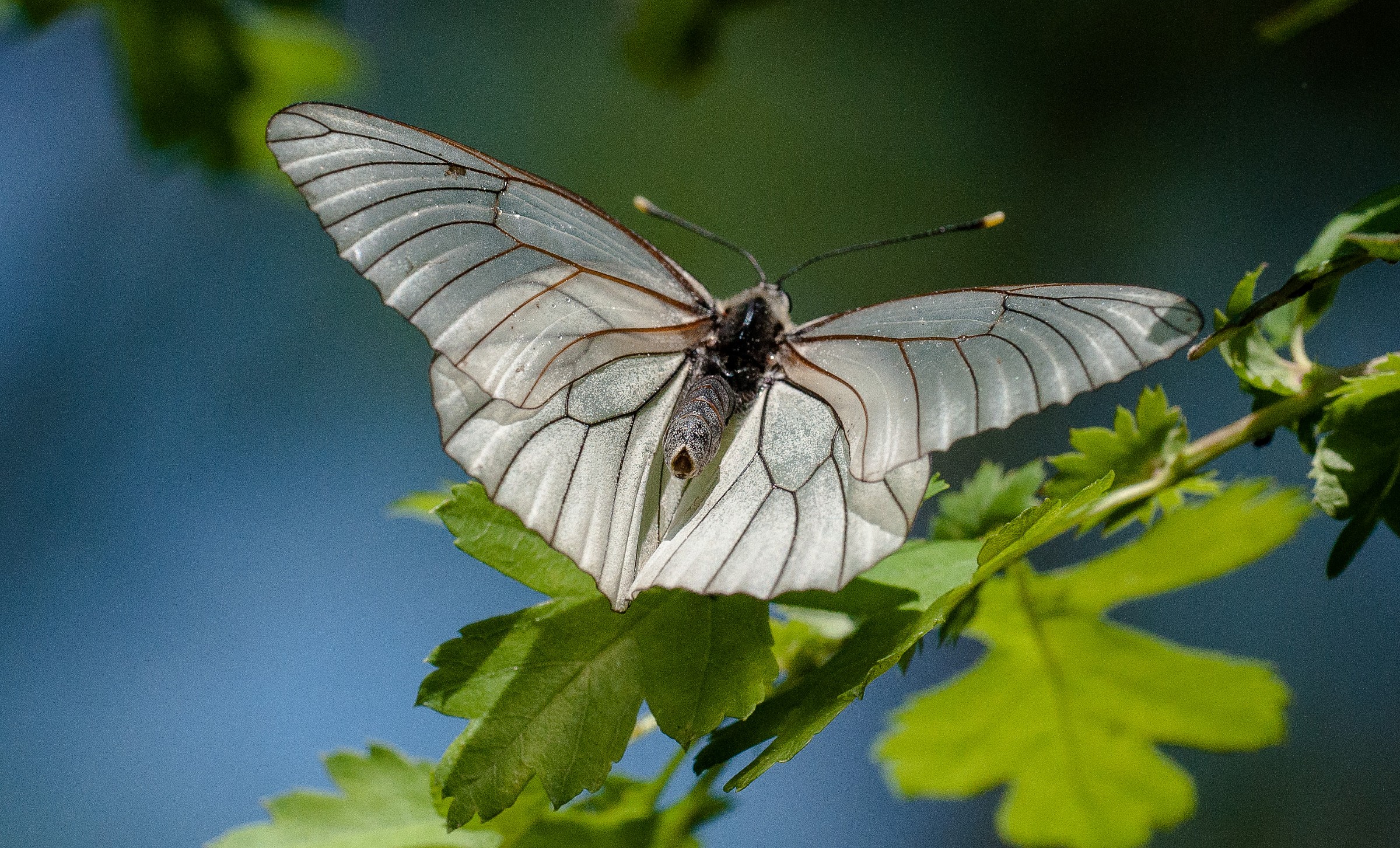 peride del biancospino
