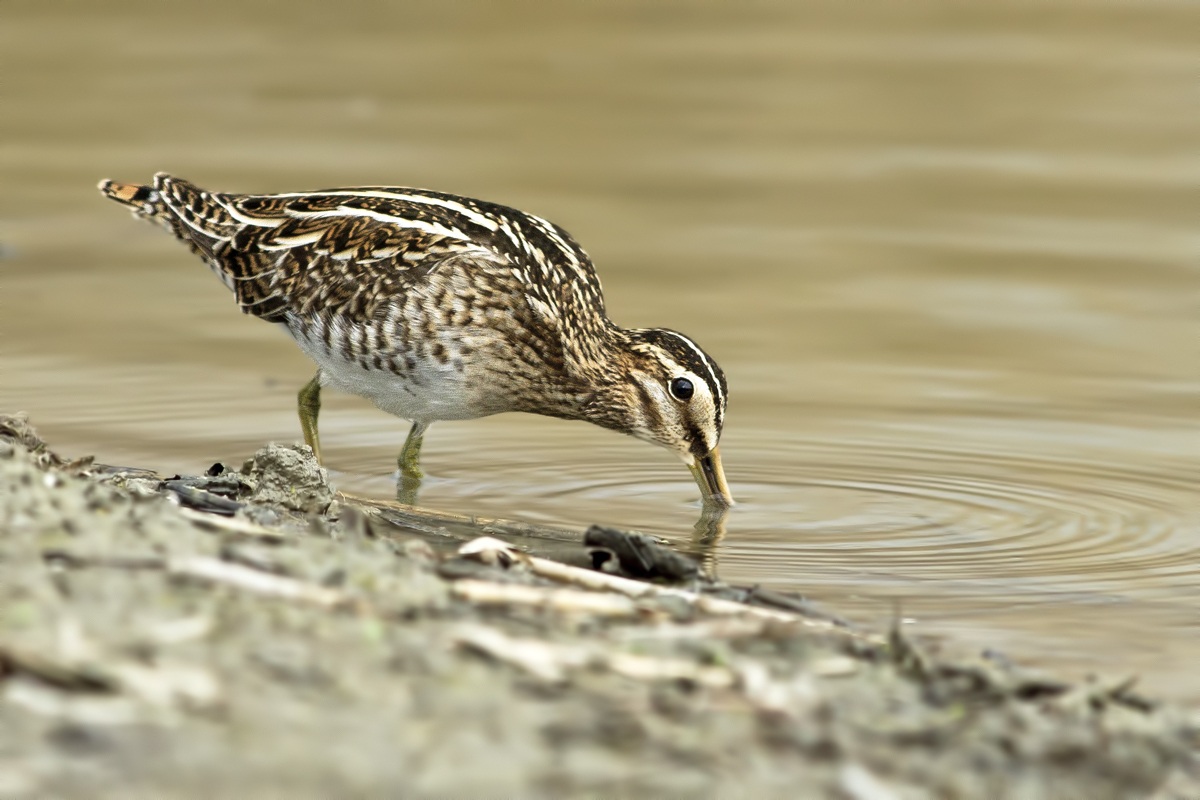 A Snipe